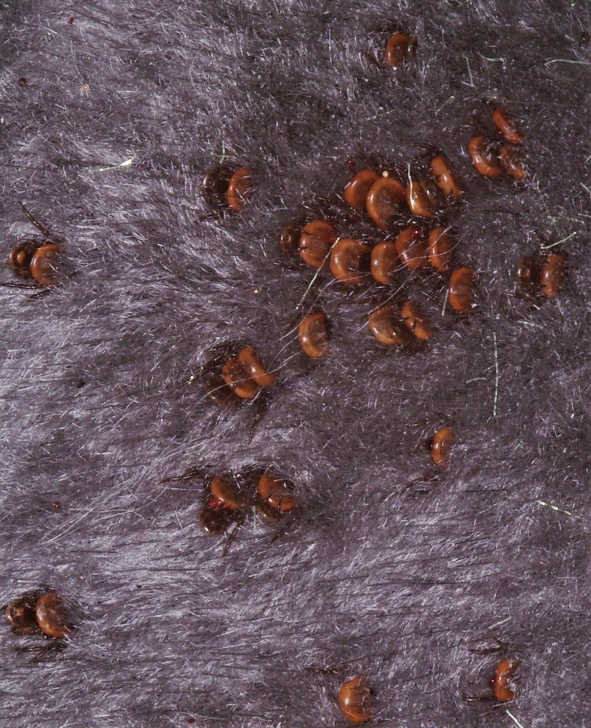 Krmení nymf Ixodes ricinus na hostiteli (morče)