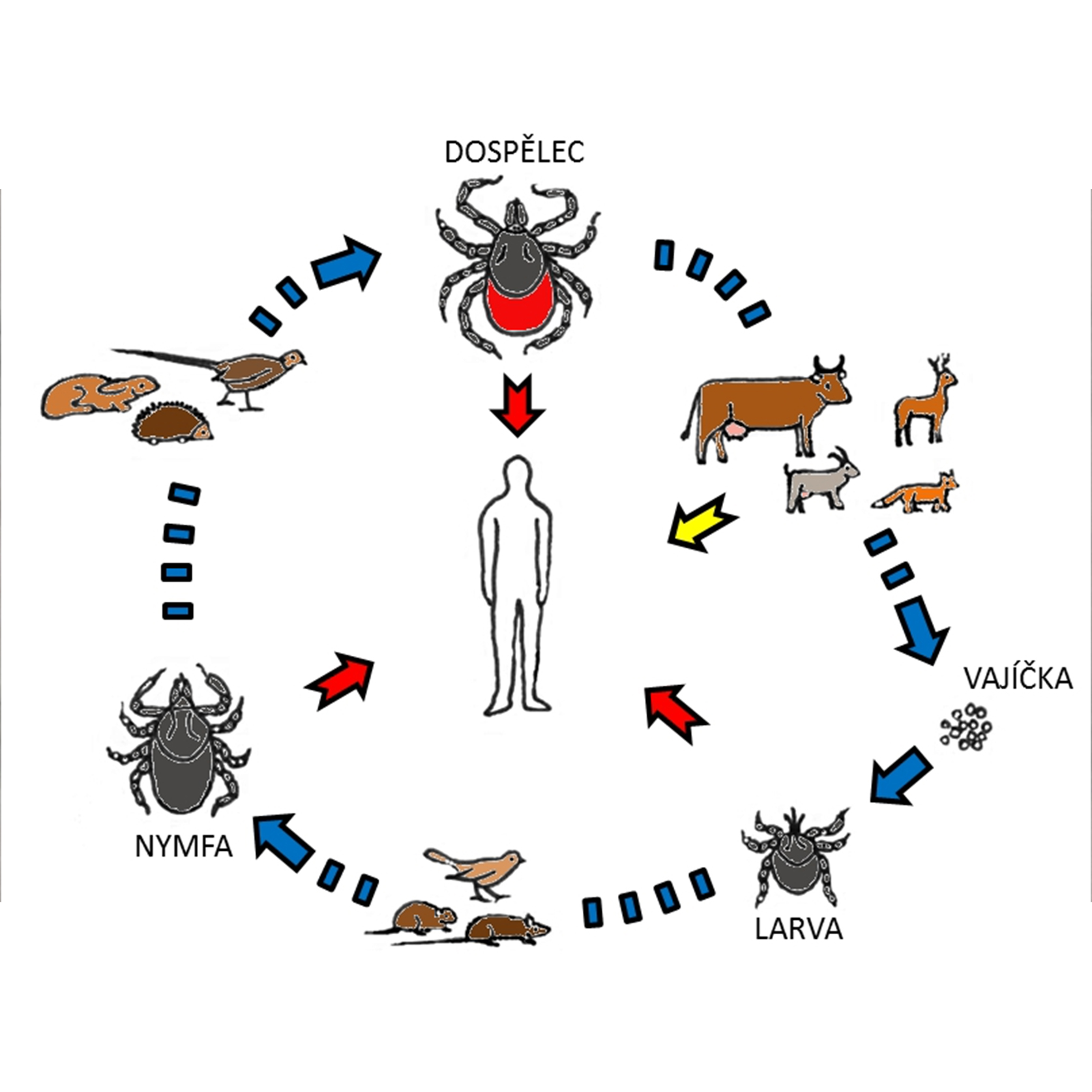 Přenos viru klíšťové encefalitidy mezi klíštětem a obratlovci v rámci vývojového cyklu přenašeče (modré šipky). Transovariální a transstadiální přenos umožňuje celoživotní přežívání viru v infikovaném klíštěti. Člověk se virem typicky nakazí při infestaci klíštětem (červené šipky) nebo alimentárním způsobem po konzumaci mléka či mléčných produktů obsahující virus (žlutá šipka). grafika – © Jiří Salát